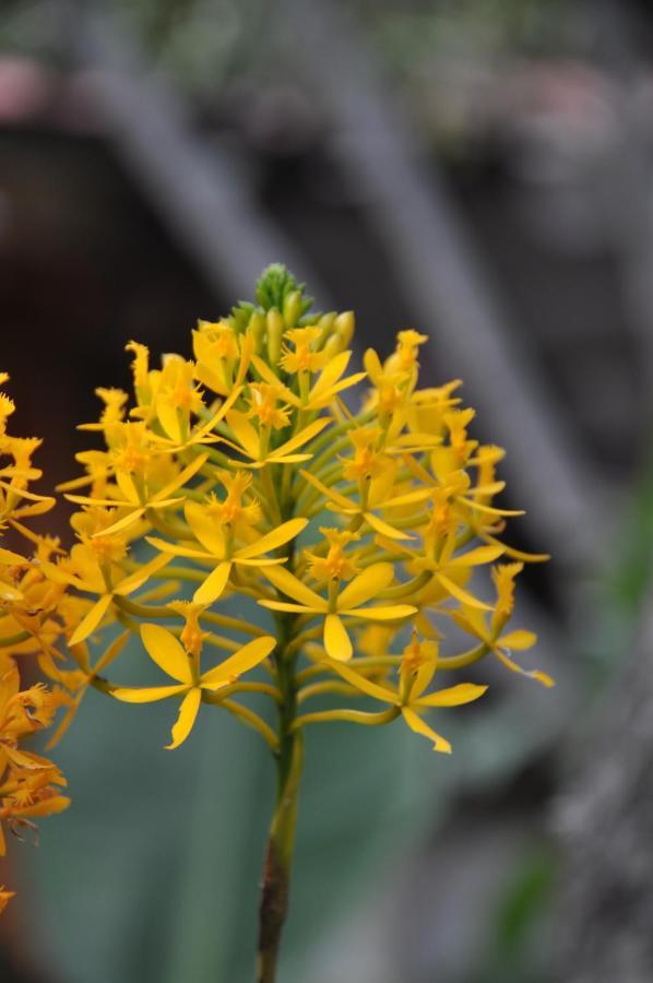 Las Orquideas Оллантайтамбо Экстерьер фото